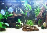 aquarios-e-peixes-aguas-lindas-de-goias-1385422681