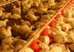 avicola-aguas-lindas-de-goias-1385239403