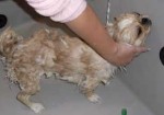 banho-e-tosa-de-animais-aguas-lindas-de-goias-1385422934