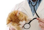 clinicas-veterinarias-aguas-lindas-de-goias-1385426852