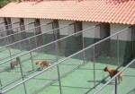 hotel-para-animais-aguas-lindas-de-goias-1385428163