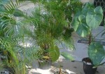 plantas-ornamentais-aguas-lindas-de-goias-1385667839