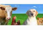 produtos-veterinarios-aguas-lindas-de-goias-1385428845
