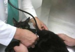 veterinários-aguas-lindas-de-goias-1385429489