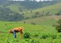 Agro é Social
